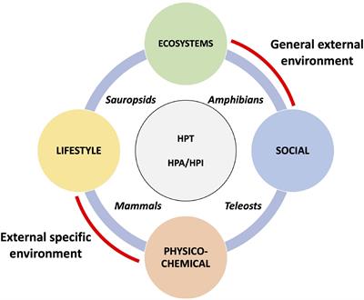 Interdependence of Thyroid and Corticosteroid Signaling in Vertebrate Developmental Transitions